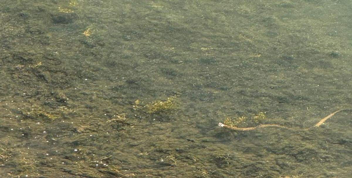 A snake pokes its head from the water on Tuesday in a Lake Norman cove in southern Iredell County, where residents say toxic algae reemerged in April.
