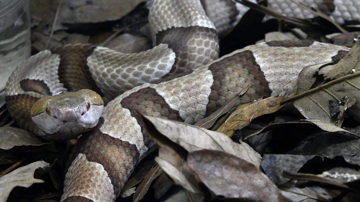 Copperheads are the most common venomous snake in much of the southeast, including North Carolina and South Carolina.