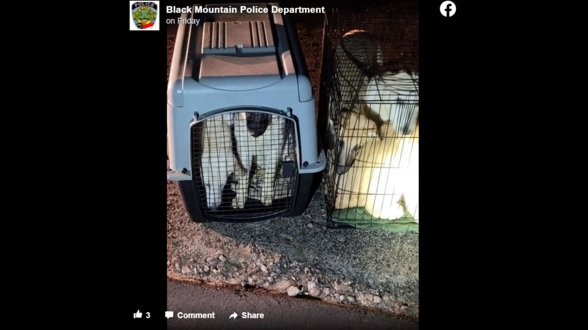 Abandoned animals were found in cages on the side of a road in North Carolina, police said.