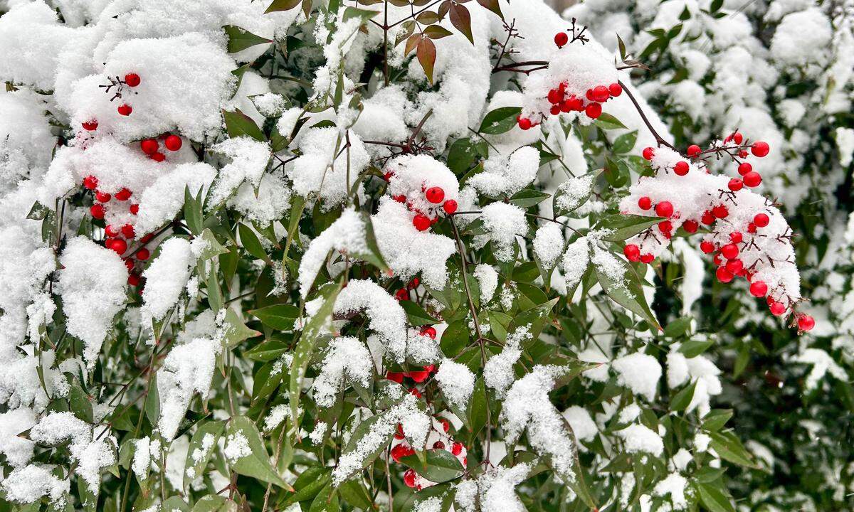 Snow accumulates on a bush in Denver, NC as snowfall continues across North Carolina on Saturday, January 31, 2026.
