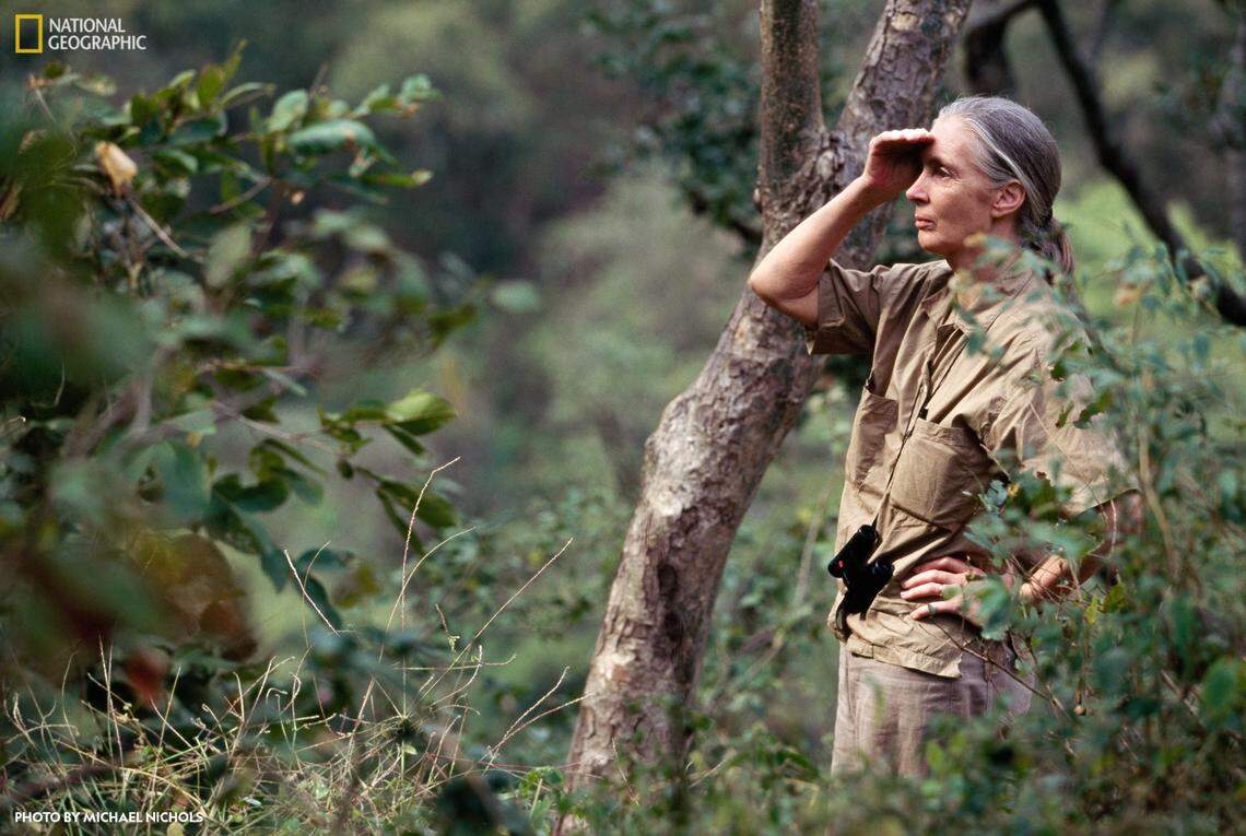 Jane Goodall, 35 years after her original observations, still finds great joy in watching the Gombe chimpanzees in Gombe National Park, Tanzania.