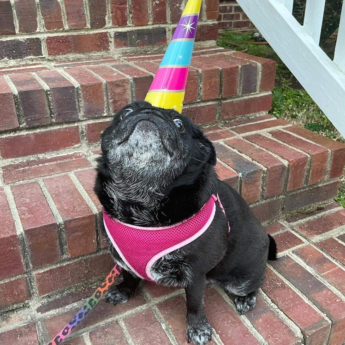 Lucy was named a finalist in The News & Observer’s “cutest dog in the Triangle” contest in fall 2024.