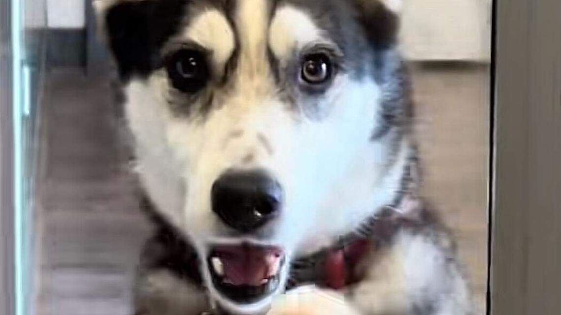 Dog Escapes Yard and Walks to Daycare Everything to Know.