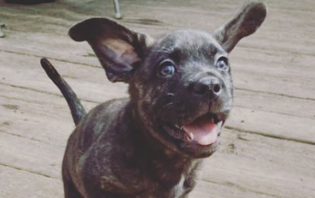 This happy boy is Bear. He is expected to grow to a medium size.