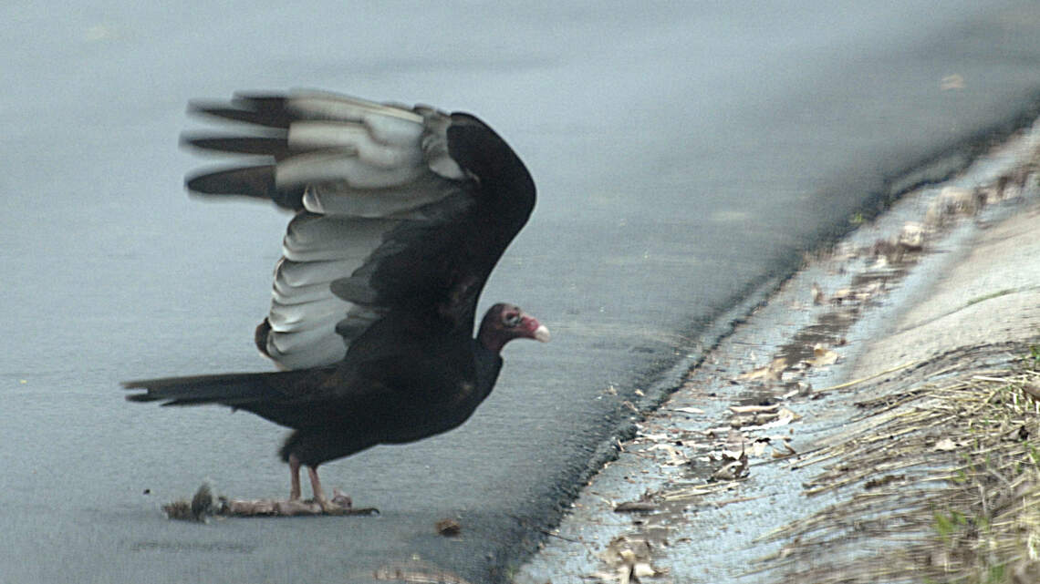 Bats and skunks and vultures, oh my. Charlotte airport tracks wildlife hits across decades
