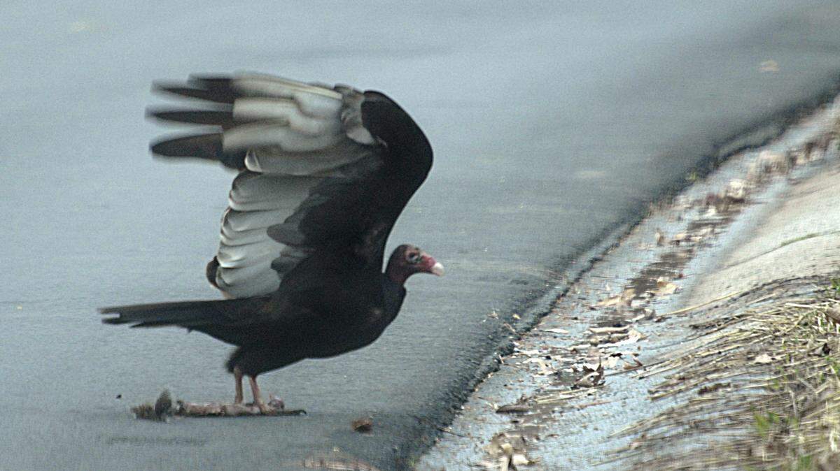 Since 1990, planes in and around the Charlotte airport have hit deer, coyotes, turtles and more than 2,600 birds, including vultures, an analysis of federal data by The Charlotte Observer found.