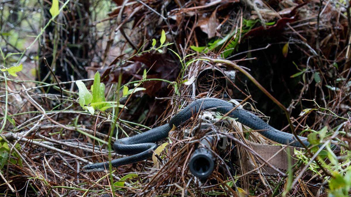 A Southern black racer snake slithers across the barrel of junior Army National Guard sniper Pfc. William Snyder's rifle as he practices woodland stalking during training exercise.