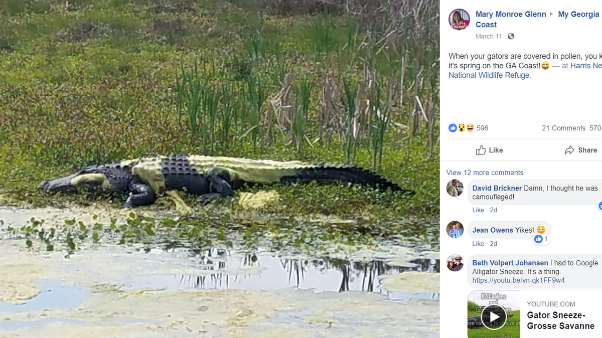 How bad is pollen in the southeast? Check out this poor Georgia alligator. Facebook screenshot.