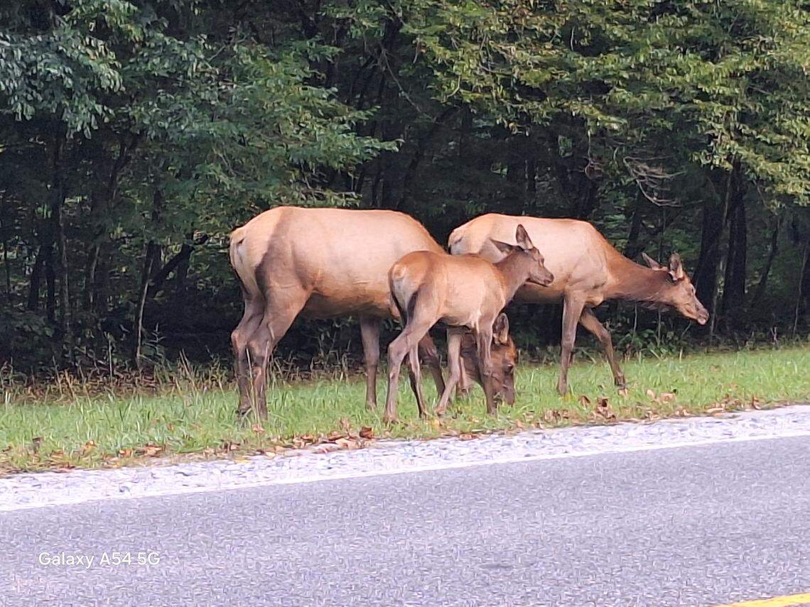 A family of elk grazes along U.S. 441 in Cherokee, N.C., on Sept. 7, 2024.