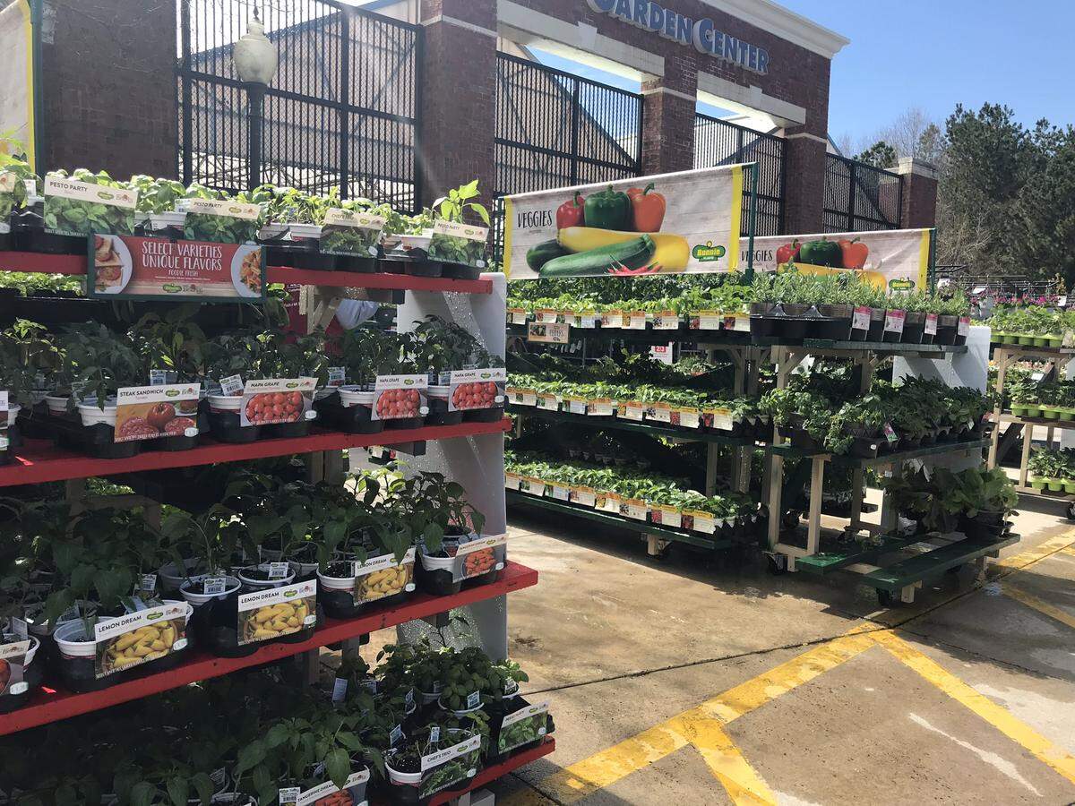 A revamped Lowe’s store on Ballantyne Commons Parkway has a large nursery with potted herbs, fruits and vegetables.
