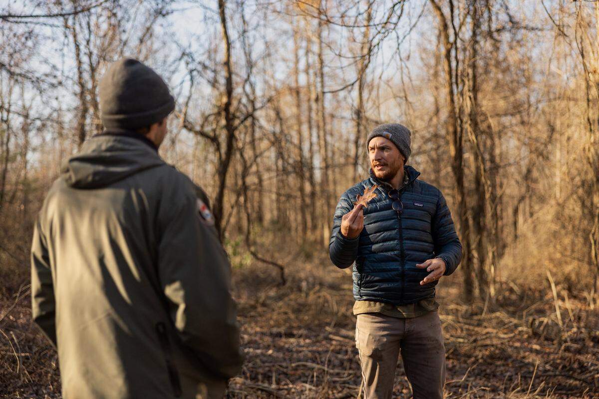 Will Ruark, natural resources manager for the Catawba Lands Conservancy, holds up a leaf in an area that was covered in wisteria in Mountain Creek Park on Dec. 4.