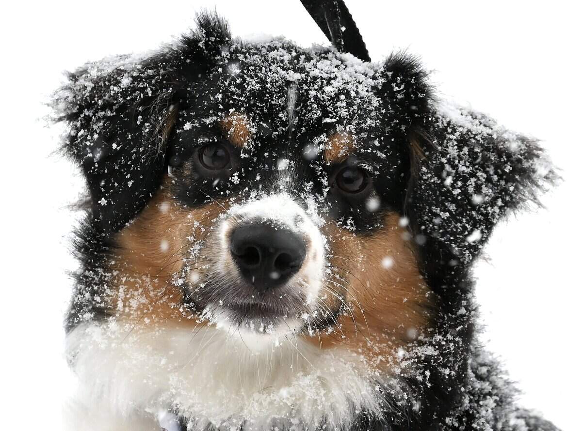 The fresh falling snow covers Jules Stukel’s puppy Goose as they enjoyed walking in the falling snow on Saturday, January 31, 2026 in Charlotte, NC.