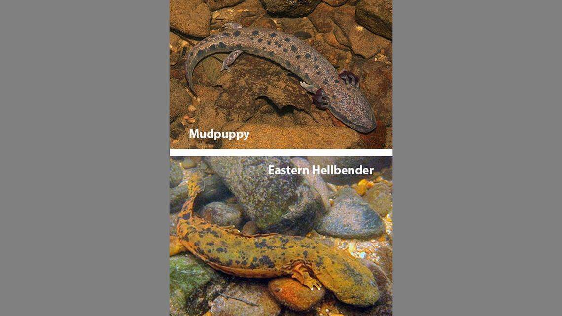 The N.C. Wildlife Resources Commission is asking the public to report hellbender and mudpuppy sightings.