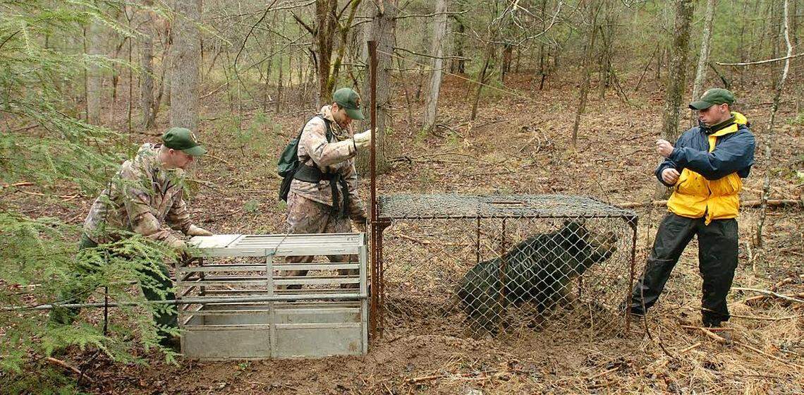 Crew members in Great Smoky Mountains National Park transfer a trapped feral hog to another cage in 2004. Three Rivers Land Trust in Salisbury is signing up hunters to shoot hogs on protected land it owns in Davie County.