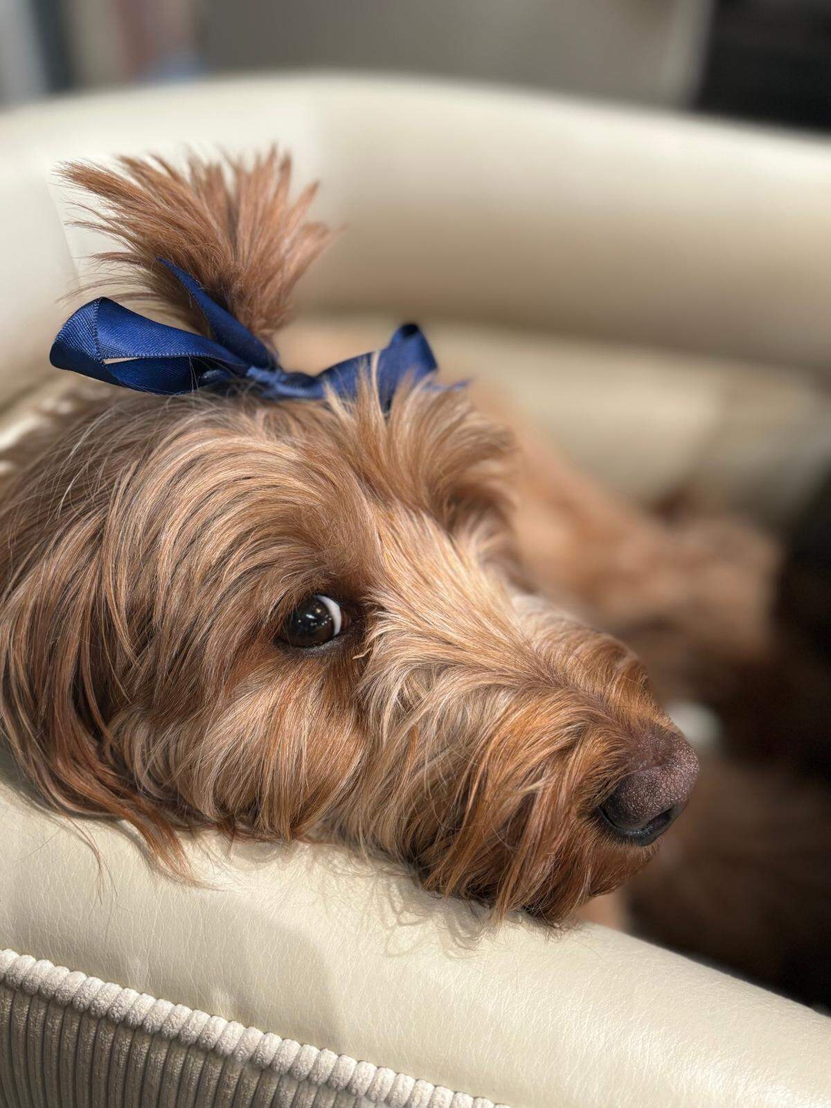 Biscuit was named a finalist in The Charlotte Observer’s “cutest dog in Charlotte” contest in fall 2024.