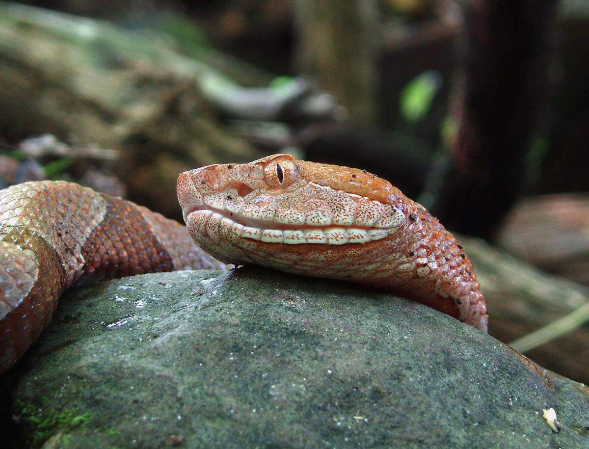 A macro shot captures the side profile of a copperhead snake’s head as it rests on a dark, mossy rock. The image highlights its vertical pupils, heat-sensing pits, and the intricate pattern of its scales.