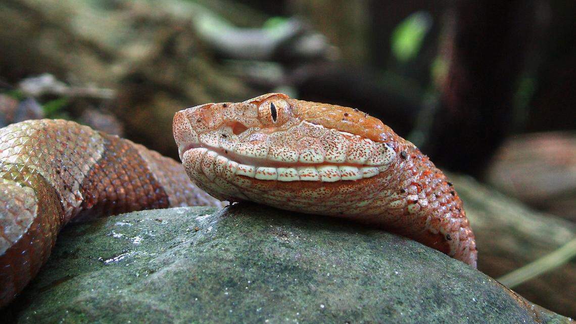 Copperhead, other venomous & harmless snakes returning to SC Lowcountry. Here’s your snake guide