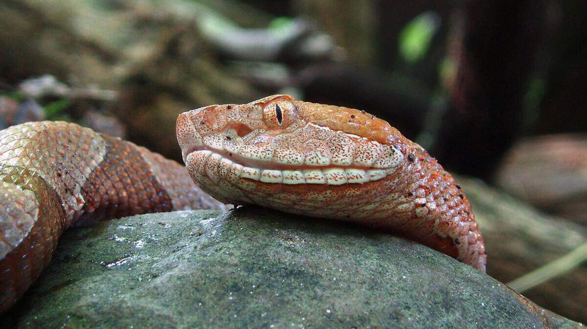 A macro shot captures the side profile of a copperhead snake’s head as it rests on a dark, mossy rock. The image highlights its vertical pupils, heat-sensing pits, and the intricate pattern of its scales.