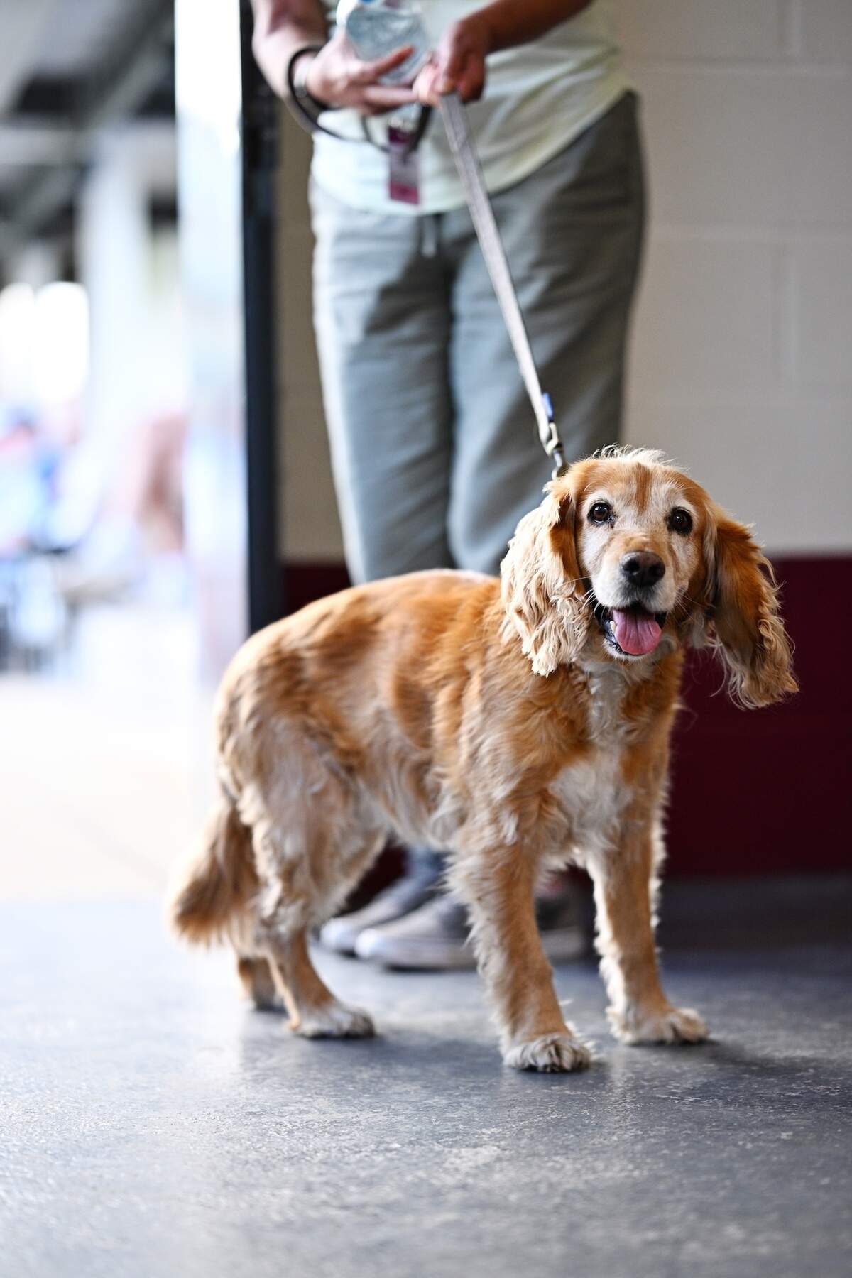 With temperatures high, people should keep walks with their furry friends to a minimum and stay off asphalt when possible this weekend.