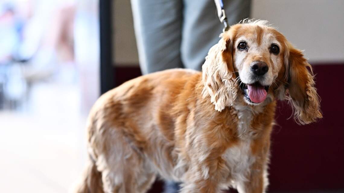 Do turkey tail mushrooms really shrink lipomas for dogs? What the research says so far