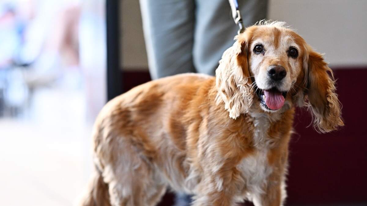 Do turkey tail mushrooms shrink lipomas for dogs What research says