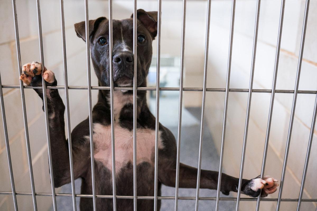 One of the many dogs inside Charlotte Animal Care and Control facility on July, 25, 2024.