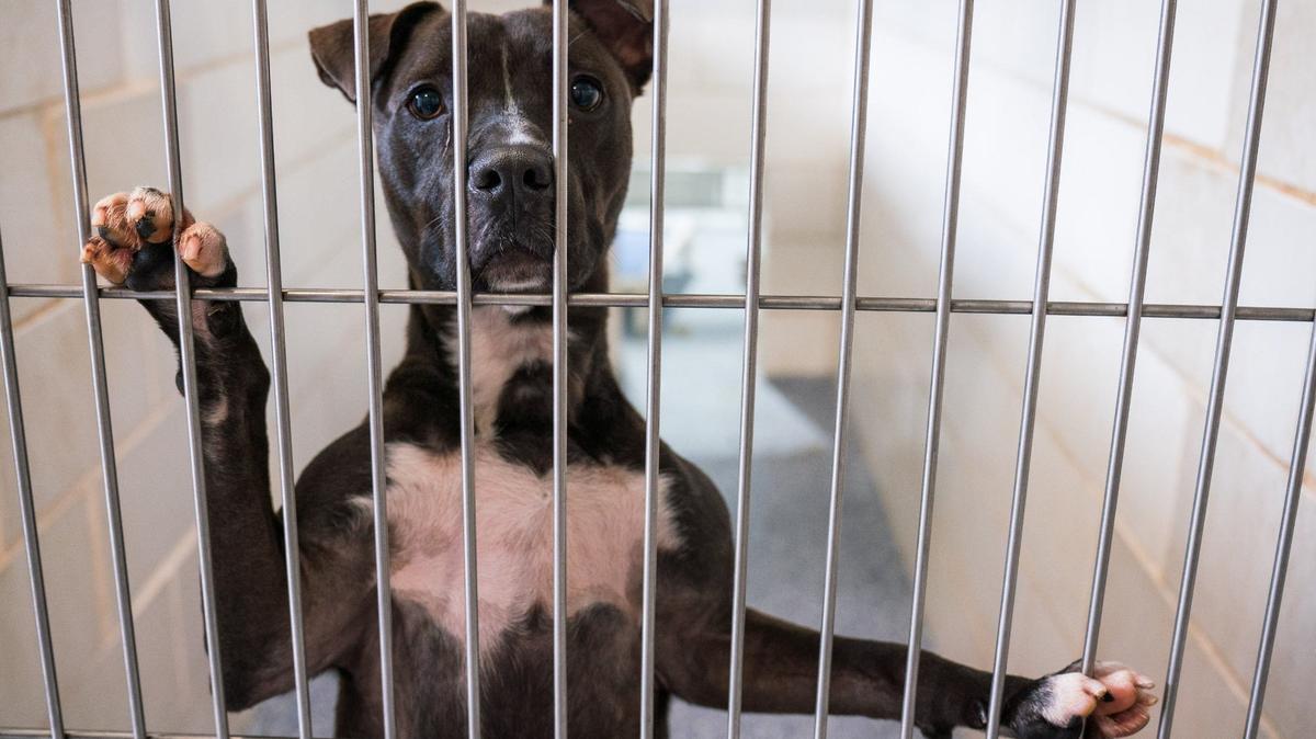 One of the many dogs inside Charlotte Animal Care and Control facility on July, 25, 2024.