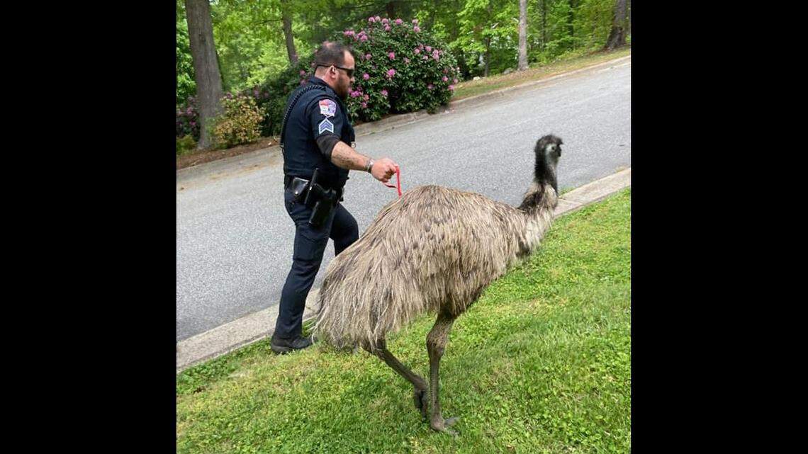 Lenoir Police went “emu wrangling” on Saturday after a female emu named “Kevin” stumbled upon a father and his three children on Eastwood Park Drive SE.