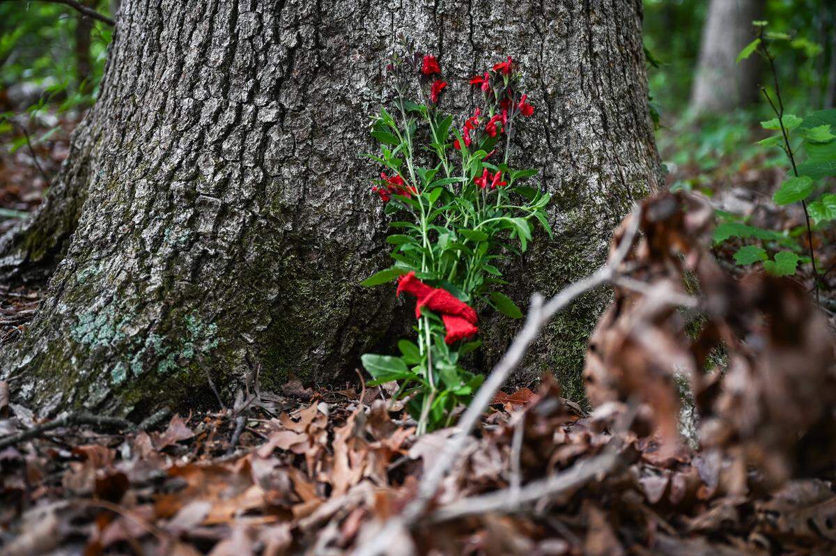 A bundle of scarlet sage sits at the foot of a tree in a 6.6-acre wooded area the city approved a rezoning request for that will replace the trees with new housing. On Saturday, May 9, residents of the east Charlotte neighborhood surrounding the trees held a memorial service to mourn the eventual loss of the wooded area.