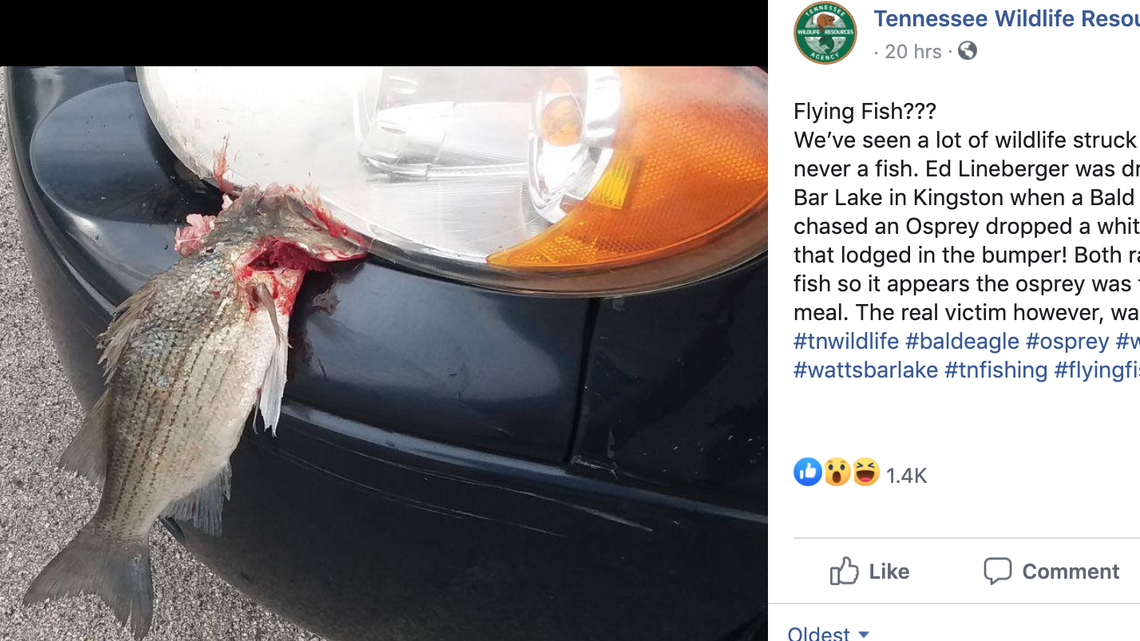 A fish fell from the sky days ago in in the east Tennessee community of Kingston. However, it got hit by a car before landing and lodged in the bumper, the Tennessee Wildlife Resources Agency says