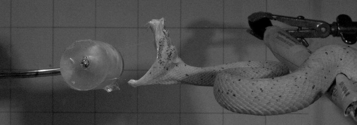 The study filmed 36 venomous snake species using multiple high-speed cameras to track their movements in three dimensions