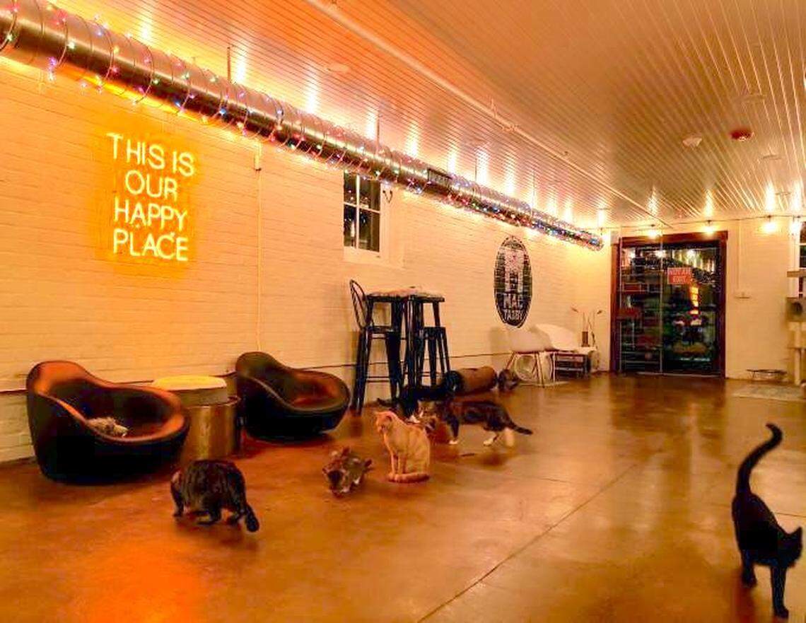 Mac Tabby Cat Cafe’s Concord location opens on May 1, 2021.