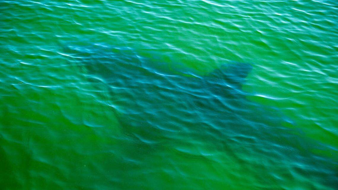 Greenland Sharks Can Live Over 400 Years — Here’s How Their Cells May Hold Clues to Aging