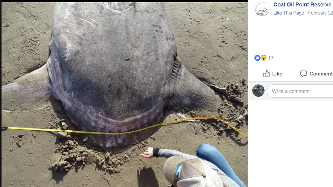 Coal Oil Point Reserve posted this photon Facebook Feb. 19 of the 7-foot-fish hoodwinker sunfish. Facebook screenshot