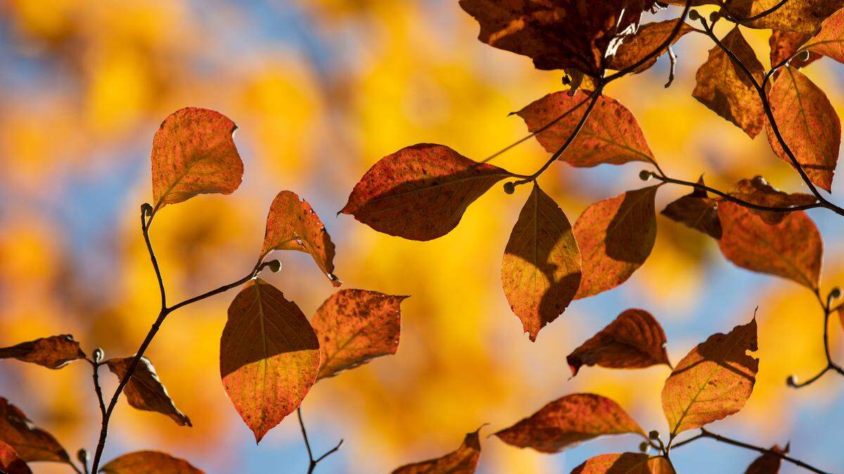 Leaves in Shamrock Park show their Fall colors on Tuesday, October, 25, 2022.
