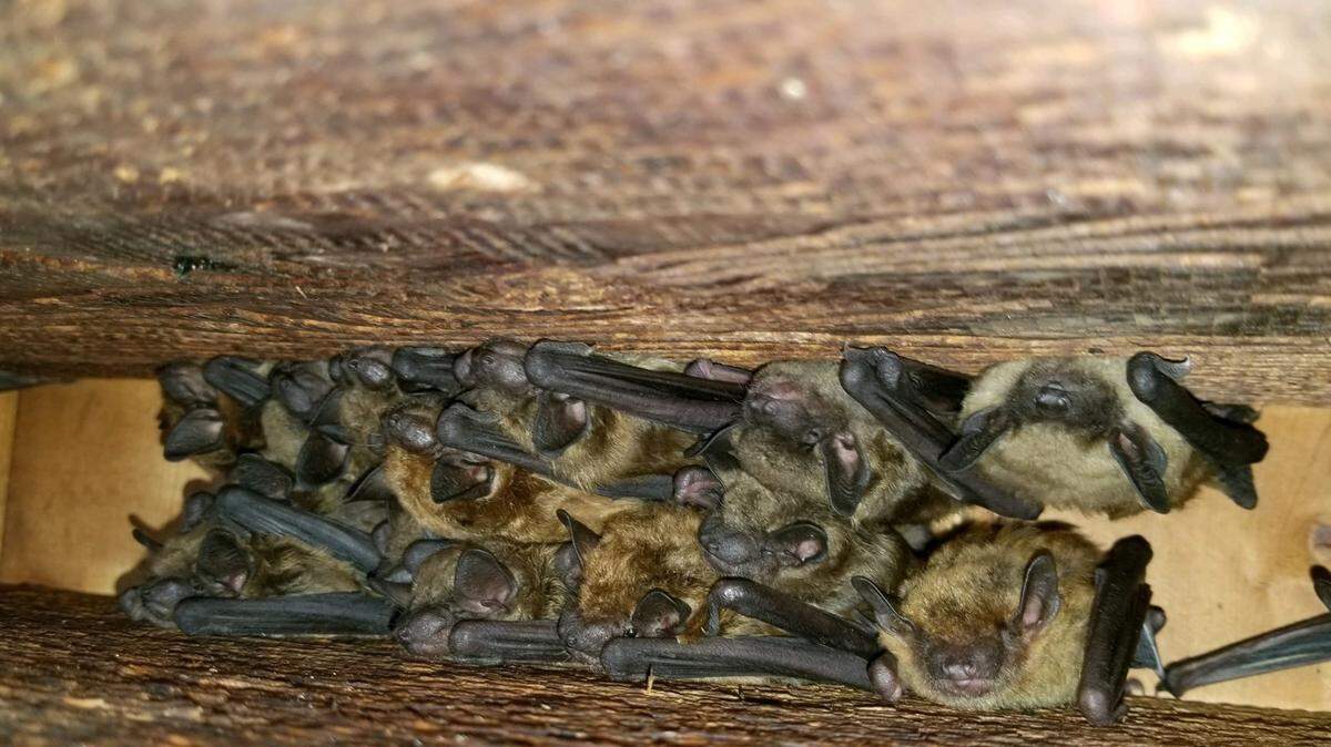 North Carolina Wildlife Resources Commission says homeowners should prepare for bat roosting season.