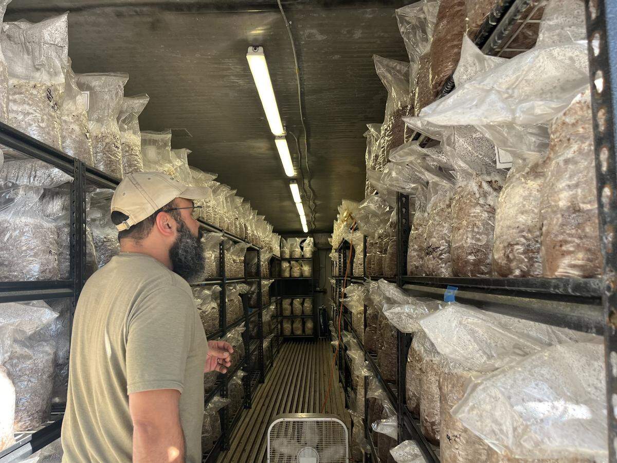 Mushrooms begin to colonize in these blocks anywhere from 8 days to 8 weeks.
