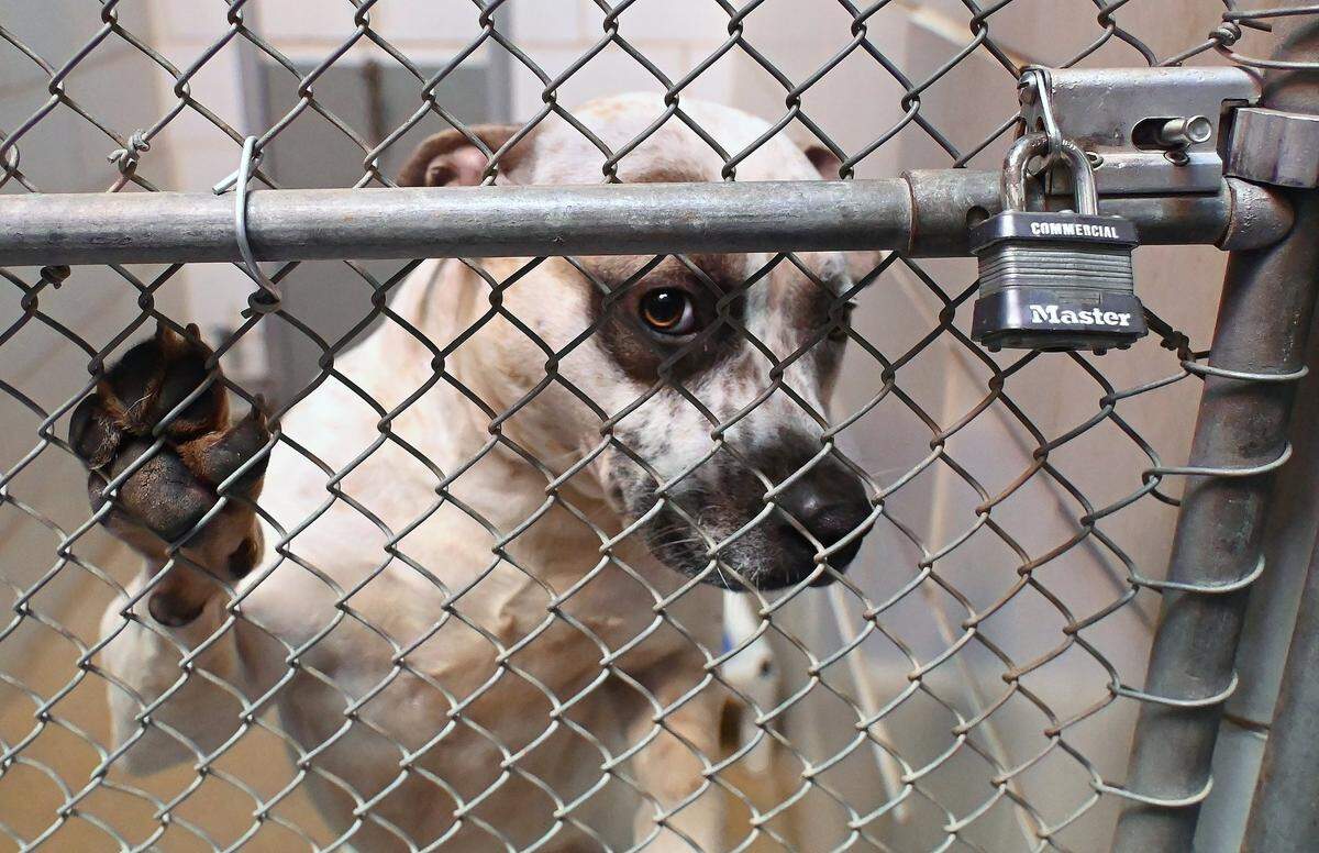 About 70% of dogs in CMPD’s shelter are pit bulls or pit bull mixes.
