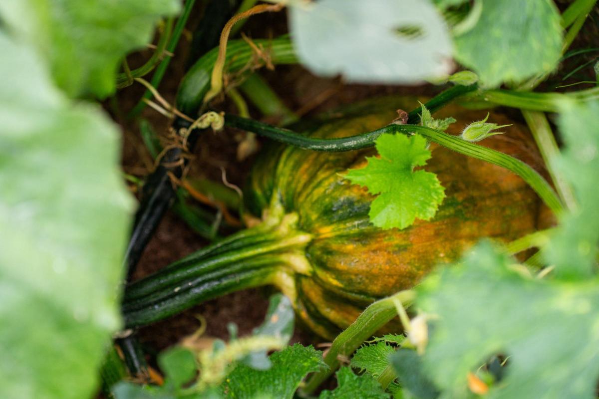A rotting pumpkin on Lineberger’s farm on August 7, 2024.