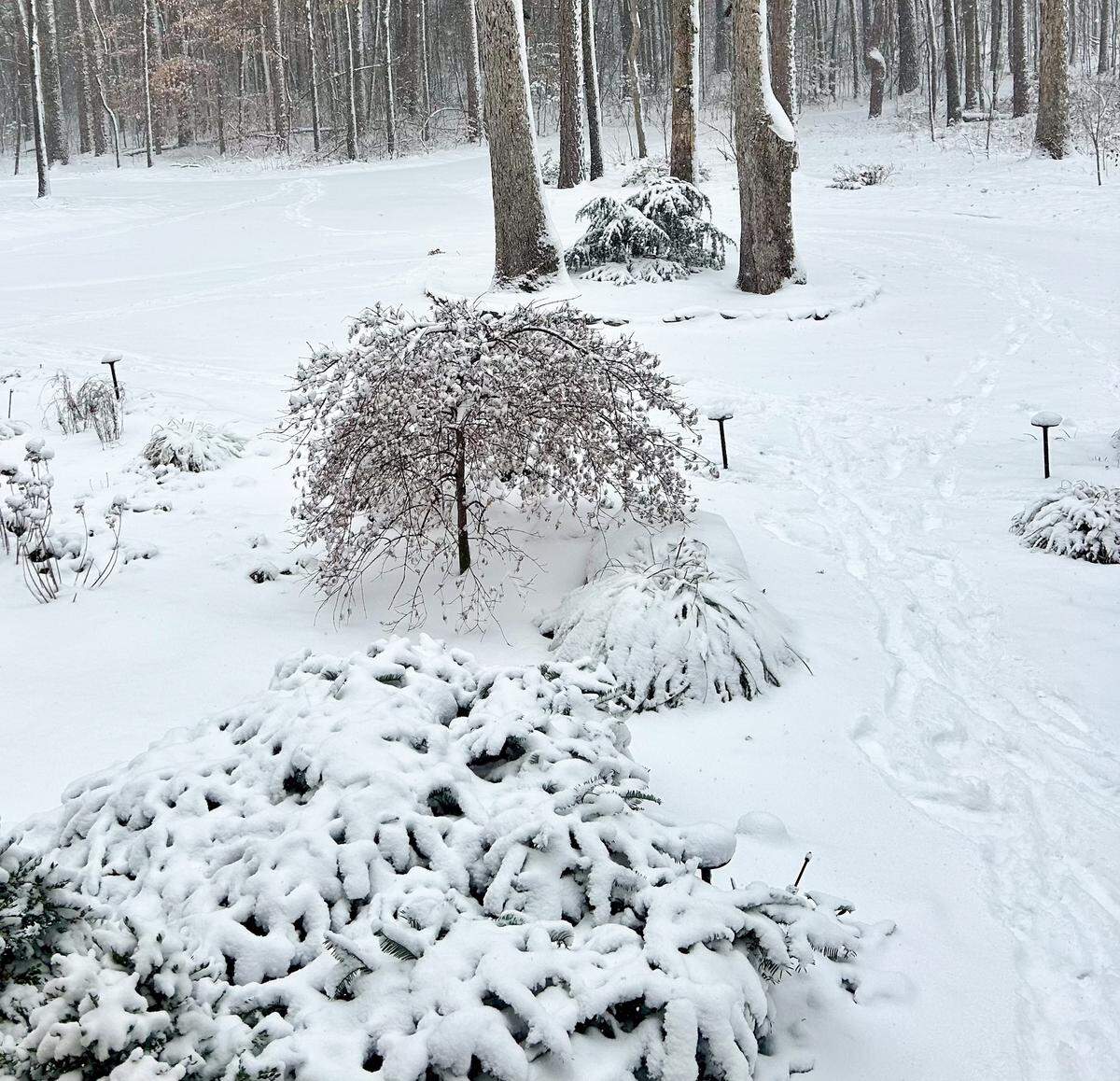 Snow blankets the ground in Denver, NC as a “bomb cyclone” brings snow across the state on Saturday, January 31, 2026.