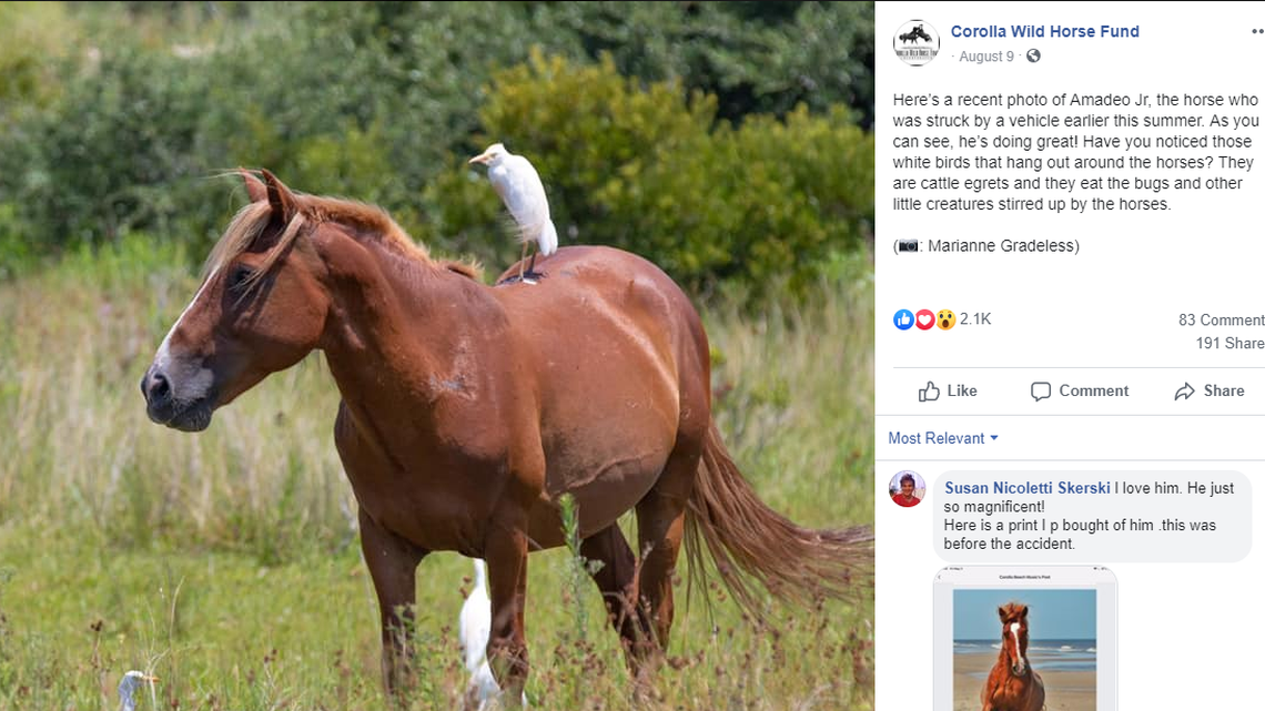 Cattle egrets like to ride the wild horses on North Carolina’s Outer Banks.