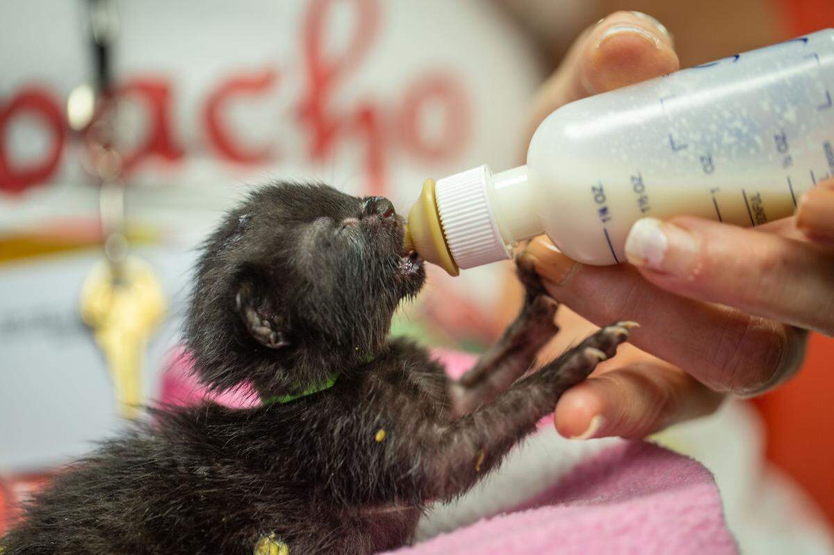 An infant kitten is bottle-fed by a volunteer at Charlotte Animal Care and Control’s kitten nursery.