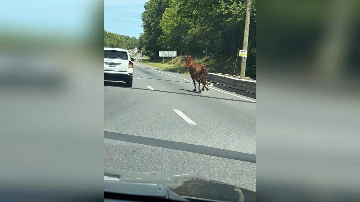 A county news release said anyone who spots a horse should call animal control or law enforcement and to avoid trying to capture the animals themselves.