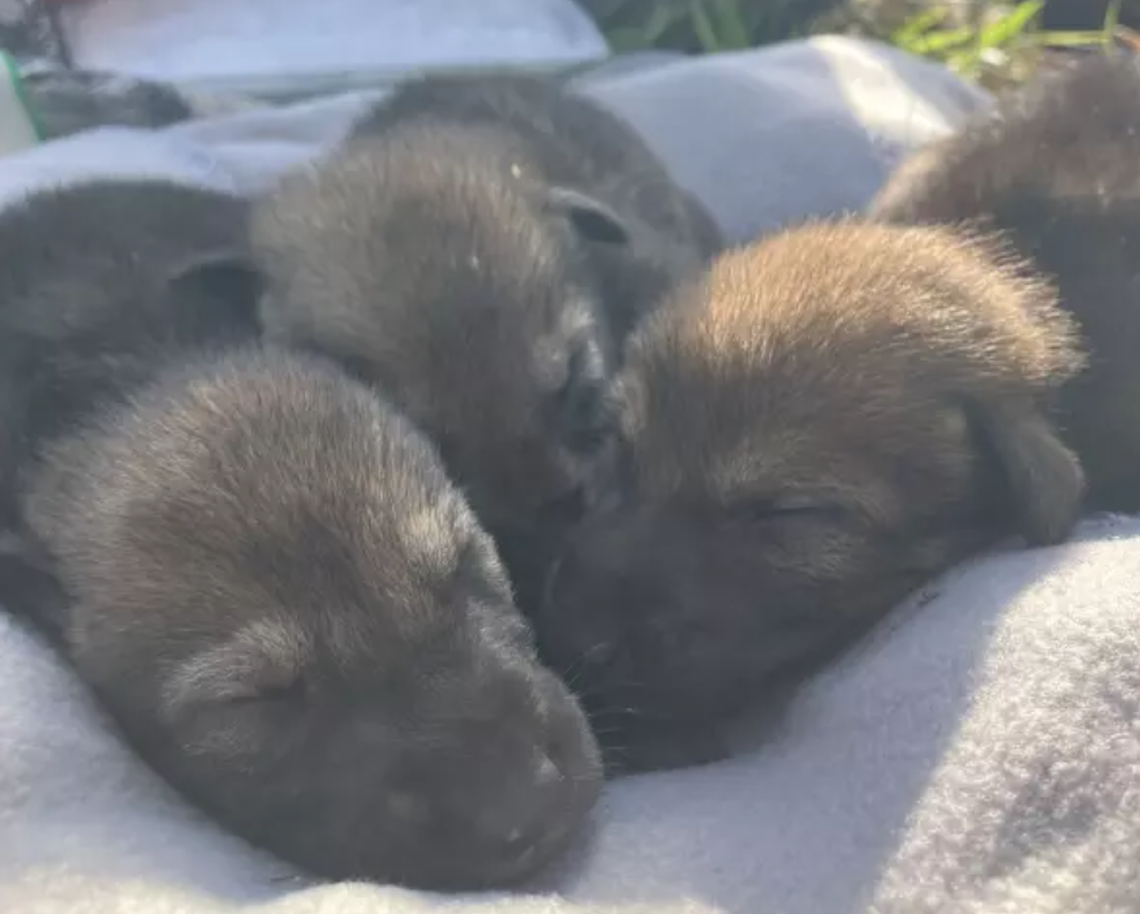 A close-up of four newborn red wolf pups sleeping huddled together on a light-colored blanket. They have their eyes closed, and their fur is a mix of dark brown and black.