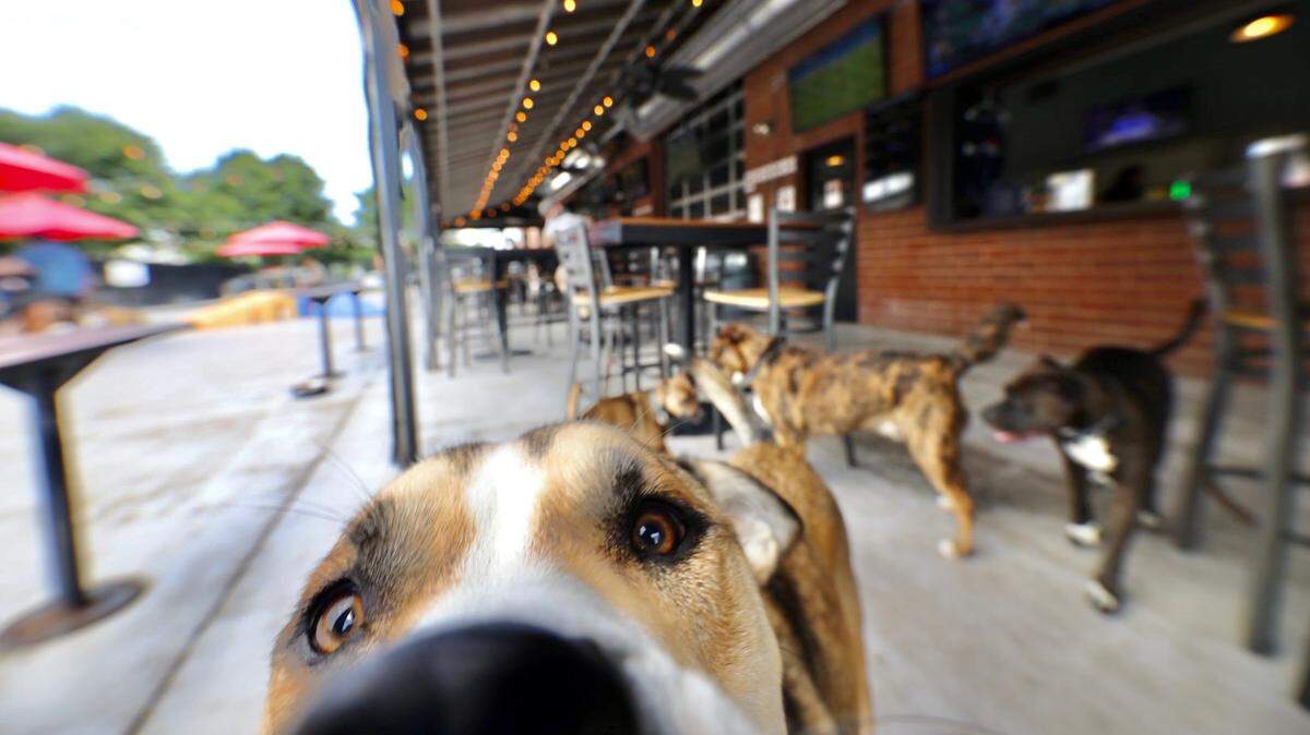 Lucky Dog Bark & Brew has your dog’s seal of approval.