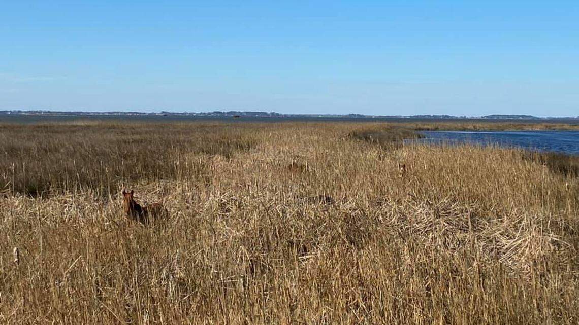 A photo of a single wild horse posted Sunday on Facebook is giving away one of the secrets feral horses have honed to survive centuries on the harsh Outer Banks of North Carolina.