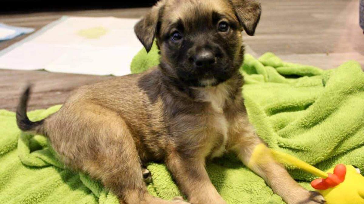 Join the Humane Society of Charlotte’s 45th Birthday Paw-ty on Friday, July 14 from 5:30-9 p.m.