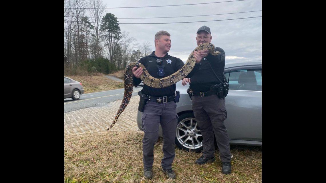 Stanly County Animal Protective Services released this photo of the boa constrictor rescue on Tuesday.
