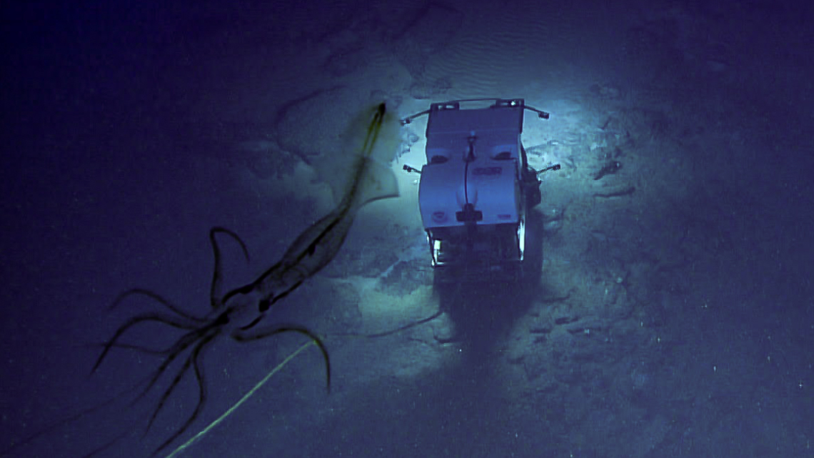 A deep sea photo taken off the East Coast by NOAA researchers is providing ample proof of why mariners once confused squids for mermaids.
 