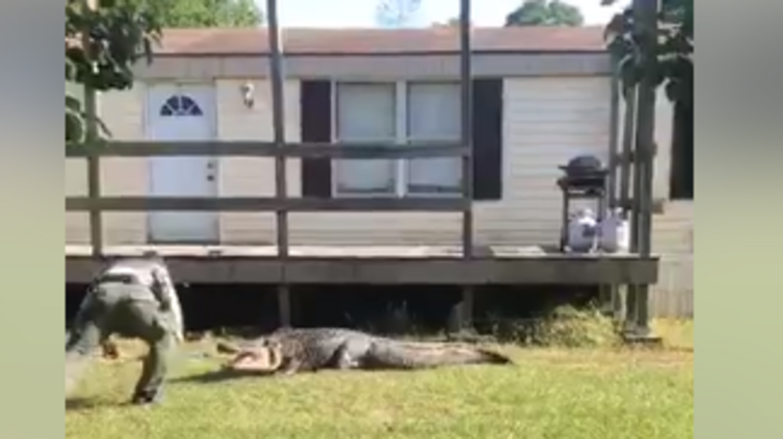 ‘Is that an eyeball I see?’ Alligator stuck under NC home was so big, the house shook